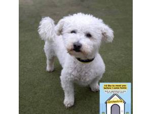 Buster - Male Bichon Frise Photo