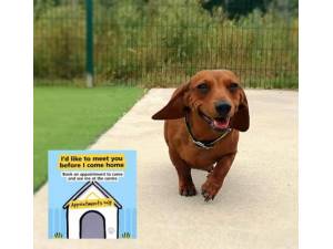 Charity - Female Dachshund: Std Smooth Hr Photo