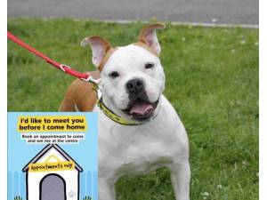 Daphne - Female Bulldog: English Photo