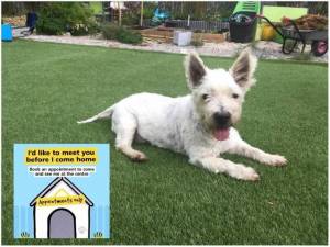 Jack - Male West Highland White Terrier Photo