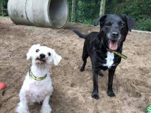 Molly - Female A Crossbreed Photo