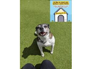 Molly - Female Jack Russell Terrier (JRT) Photo