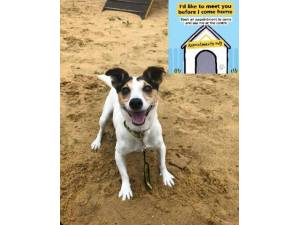 Paddy - Male Jack Russell Terrier (JRT) Photo