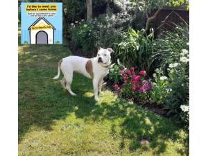 Poppy - Female Bulldog: English Photo