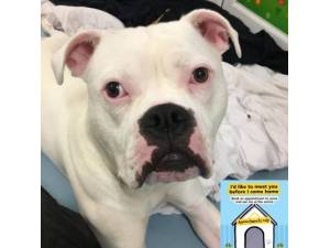 Reece - Male American Bulldog Photo