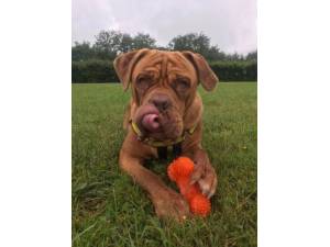 Rico - Male Dogue De Bordeaux Photo
