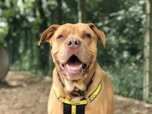 Rocco - Male Dogue De Bordeaux Photo