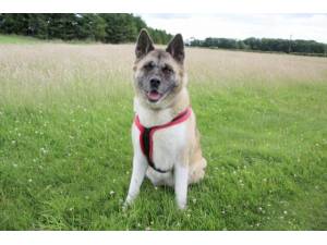 Tasha - Female Akita Photo