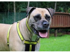 Tia - Female Mastiff: Old English Photo