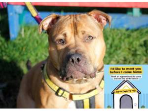 Yogi Bear - Male Mastiff: Old English Photo