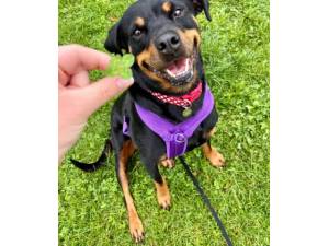 Coco - Female Rottweiler Photo