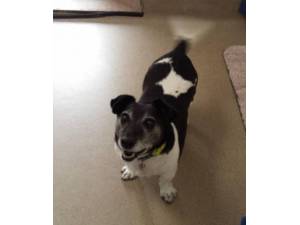 Toby - Male Jack Russell Terrier Photo