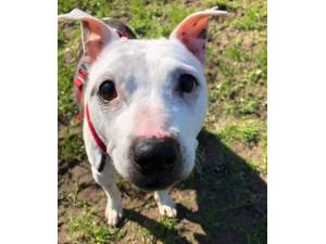Becky - Female Staffordshire Bull Terrier Photo