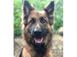 Ruby - Female German Shepherd Photo