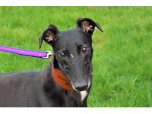 Aoife - Female Greyhound Photo