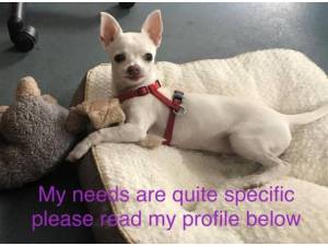 Piglet - Male Chihuahua (Smooth Coat) Photo