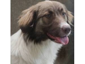 Ham - Female Collie Cross Bernese Mountain Dog Photo