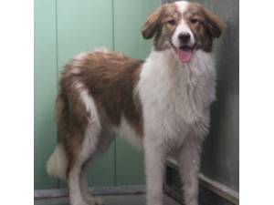 Nal - Female Collie Cross Bernese Mountain Dog Photo