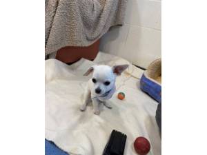 Peanut - Male Chihuahua (Smooth Coat) Photo