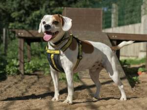 Bruce - Male A Crossbreed Photo