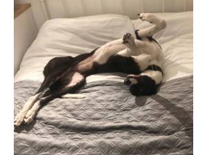 Missy - Female Greyhound Photo