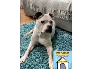 Poppy - Female A Crossbreed Photo