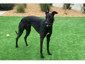 Strudel - Female Greyhound Photo