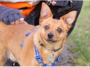 Navigation - Chihuahua
crossbreed Photo