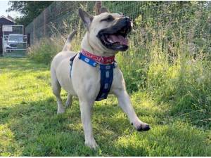 Navigation - Mastiff
crossbreed Photo
