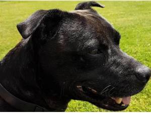 Navigation - Staffordshire Bull Terrier
crossbreed Photo