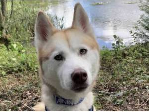Navigation - Alaskan Malamute
crossbreed Photo