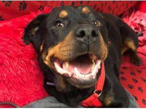 Navigation - Rottweiler Photo
