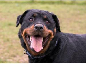 Navigation - Rottweiler Photo