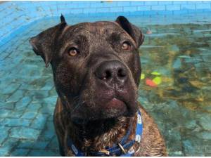 Navigation - American Bulldog
crossbreed Photo