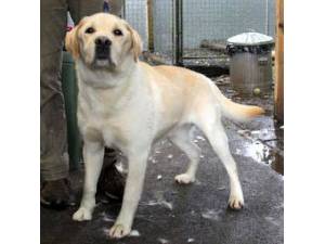 Ollie - Male Labrador Photo