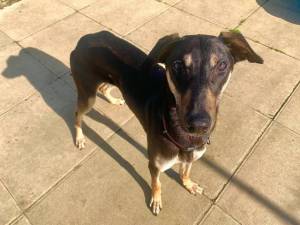 Smithers - Male Lurcher Photo