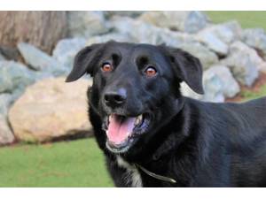 Chase - Male Labrador Photo
