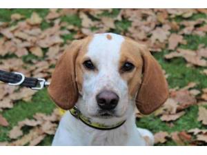 Effie - Female Foxhound Photo