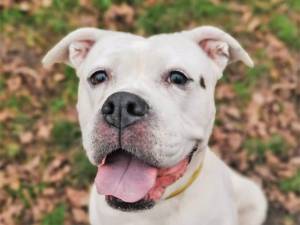 Emery - Female American Bulldog Photo