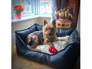 Lucy - Female Terrier: Yorkshire Photo