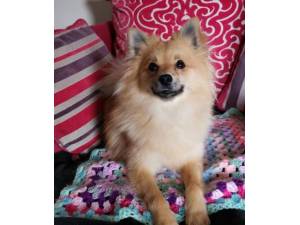 Sora - Female Pomeranian Photo