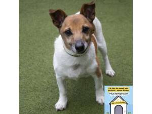Tommy - Male Jack Russell Terrier (JRT) Photo