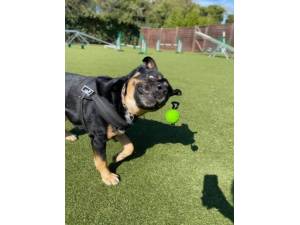 Opie Photo