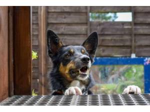 Buddy Photo