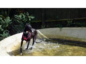JOHN - Male Greyhound Photo