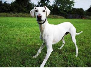 Navigation - Lurcher Photo