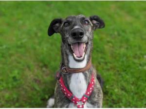 Navigation - Lurcher
crossbreed Photo