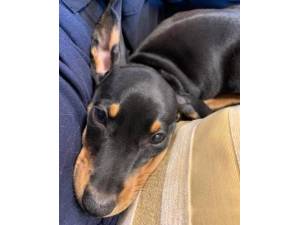 Percy - Male Dachshund (Miniature Smooth-Haired) Photo