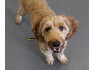 Ben - Male Cocker Spaniel Photo