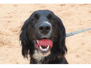 Bonnie - Female Spaniel Cross Photo